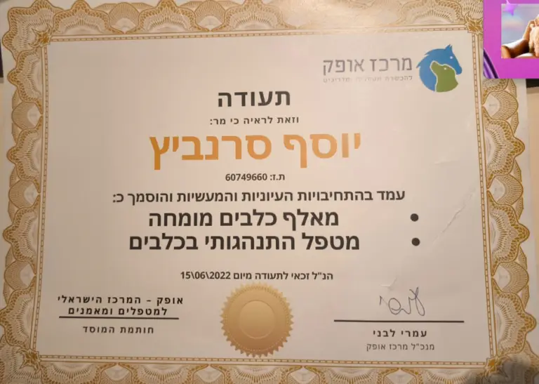 אילוף כלבים